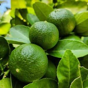 Crypto Investments Get Red Hot in Argentina: Lemon Raises $20M to Bankroll Latam Expansion