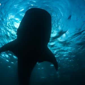 Onchain Analyst: Long-Sleeping Bitcoin Whale Resurfaces, Shifting 2,300 BTC to Paxos Wallet