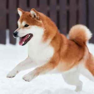 A Hidden Pattern On Dogecoin’s Chart Could Change Everything: Analyst