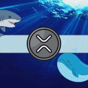 Understanding Today’s Crash in XRP Prices: Ripple Whales Behind the Move Below $2.5?
