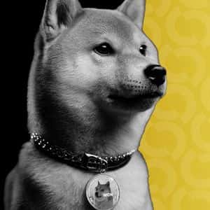 Dogecoin, Bitcoin Treasury Firm Thumzup Sees Stock Climb on Buyback Plans