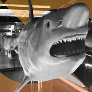 No Bull? Bitcoin Recognized as 'Apex Predator of Money' With Shark Statue