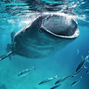 Large Liquidations Mask Whale's Buy-the-Bitcoin-Dip Strategy: Crypto Daybook Americas