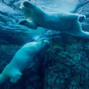 Bitcoin Careens Toward $100K as Morning Bounce Fails