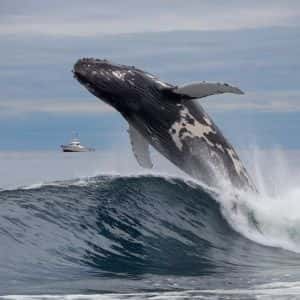 Bitcoin Breaks Records While Big Whales Keep Going: They Accelerated Altcoin Trading – Here Are the Transactions