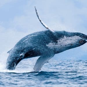 24K BTC Offloaded — Whale’s Billion-Dollar Pivot Shakes Crypto