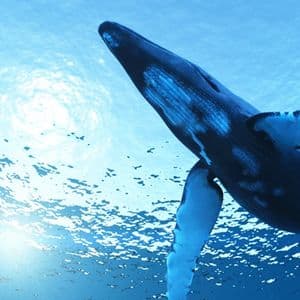 Mysterious Whale Revives Ancient BTC—2,300 Coins Shifted in August Alone