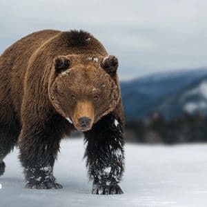 Bitcoin Price Watch: Bulls on Life Support as $111K Turns Into the Final Stand