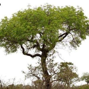 Digital Asset Solutions Firm Completes Australia’s First Tokenized Government Bond Investment