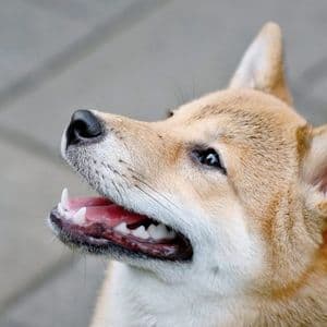 ETF Dreams For Dogecoin: Serious Possibility Or Just Hype?