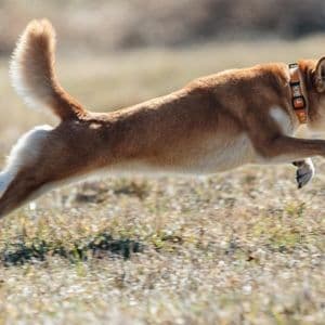 Dogecoin Defies Odds, Jumps 21% Even As ETF Debut Gets Pushed Back