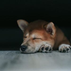 Dogecoin May Pause Above $0.27 Before Charging Toward $0.45 – Analyst