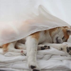 Dogecoin Warning: Double Top Formation Hints At Decline – Analyst