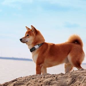 Dogecoin Eyes Massive Breakout: Next Move Depends On $0.30