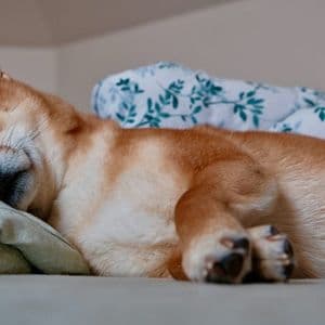 Shiba Inu Might Be ‘Dead And Sleeping’, But Not For Long, Crypto Expert Says