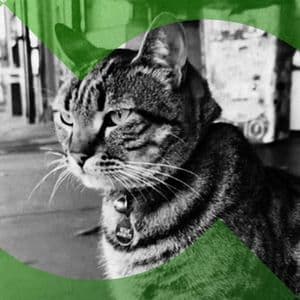 Bodega Cat Allegedly Killed by Self-Driving Car Gets Second Life via Meme Coins