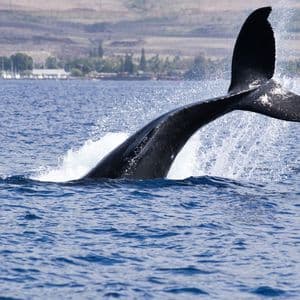 Bitcoin 'OG' Whale Raises Bearish BTC Bet Worth Over $400M
