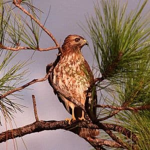 The Fed's Turning Hawkish as This U.S. Employment Indicator Flashes Red