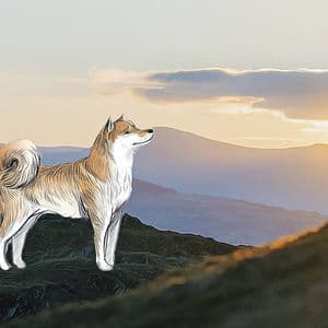 Analyze Shiba Inu Price Movements and Market Dynamics