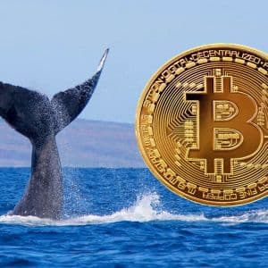 Yesterday Saw the Largest Whale Movement in Bitcoin in Recent Times: Here’s What They Did