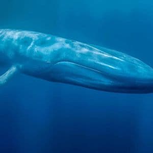 Big Whales Are Quite Active: Here Are Their Altcoin Trading Activities in Recent Hours