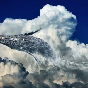 Giant Whale First Hit Rock Bottom in This Altcoin, Then Made a Big Comeback – Here Are the Whale Moves