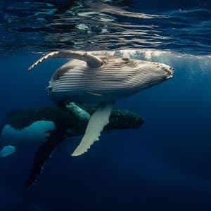 Whales Have Been Very Active in Recent Hours: Here Are Their Altcoin Trades