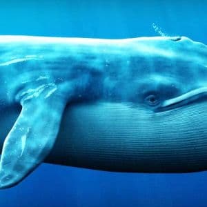 Whales Are Busy Today: Mysterious Whale Surprises with Massive Altcoin Purchase