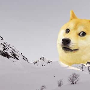 Meme Coin Market Climbs 23.9% Since Early July, Adding $14 Billion