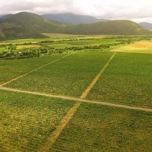 Georgia Secures $100M Partnership to Advance Tokenized Real‑World Asset (RWA) Agriculture