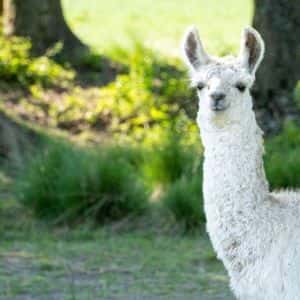 Defillama Criticizes Misleading RWA Metrics, Calls out Figure Co-Founder Allegations