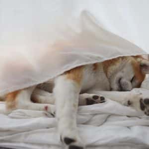 Dogecoin Warning: Double Top Formation Hints At Decline – Analyst