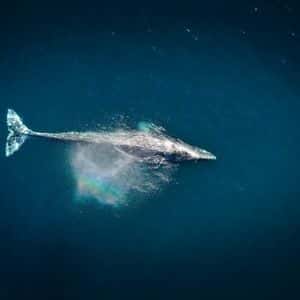 Whales Scoop $1.73B In Ether As Exchange Balances Hit Nine-Year Low