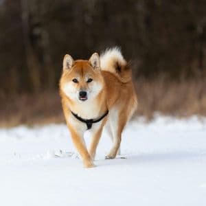 Dogecoin RSI Returns To Pre-Launch Levels, Analyst Says Next Major Surge Is Close