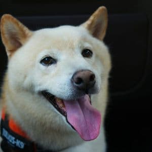 ‘Good News’ Finally Arrives For SHIB Army As Team Unveils New Update