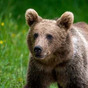 WLFI Futures Tumble 44% on Debut as Traders Short the Trump-Linked Token