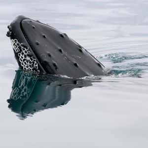 Ethereum ICO Whale Stakes $646M After Three Years Dormant