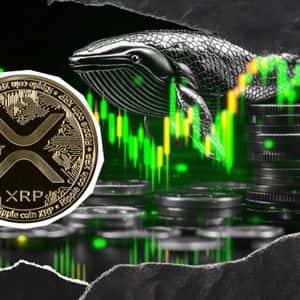 1,300,000,000 XRP in 8 Hours: Whales Are Going Crazy